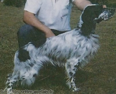 Setter Anglais KIP OD BENCICA Setter Anglais KIP OD BENCICA